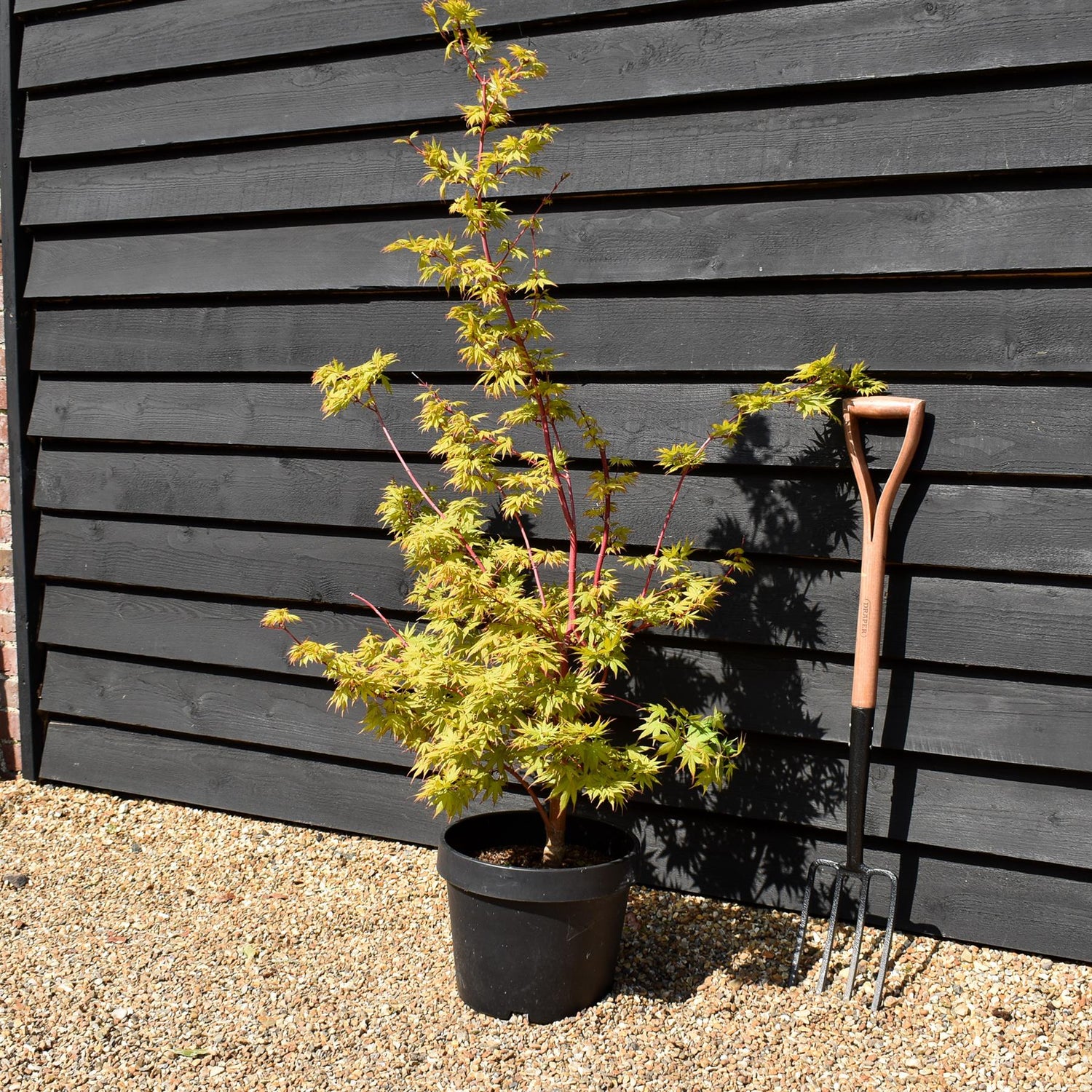 Acer palmatum 'Sango-kaku' | Red Bark Maple - 130-140cm - 15lt