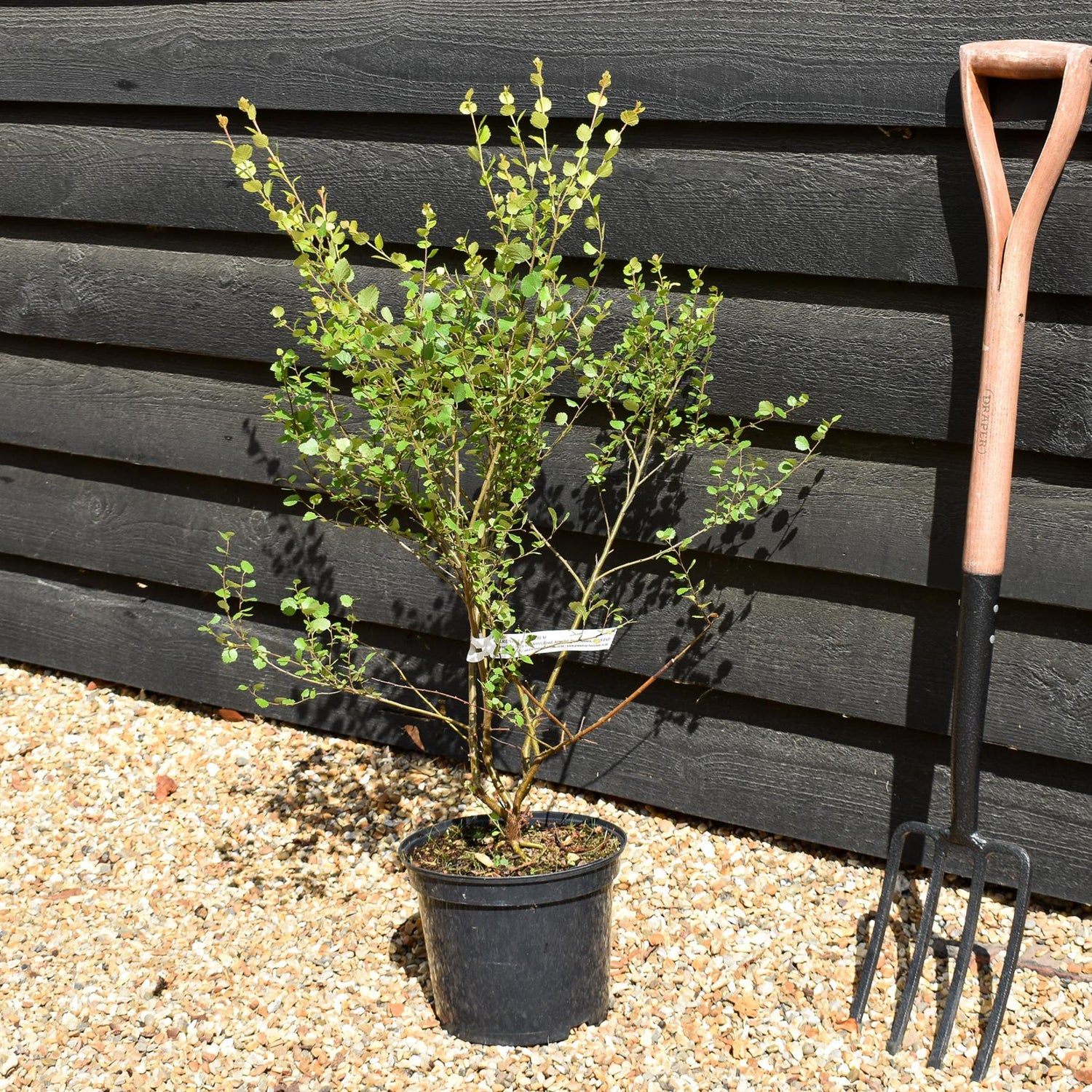 Betula nana 'Golden Treasure' - Height 20-30cm - Dwarf - 5lt
