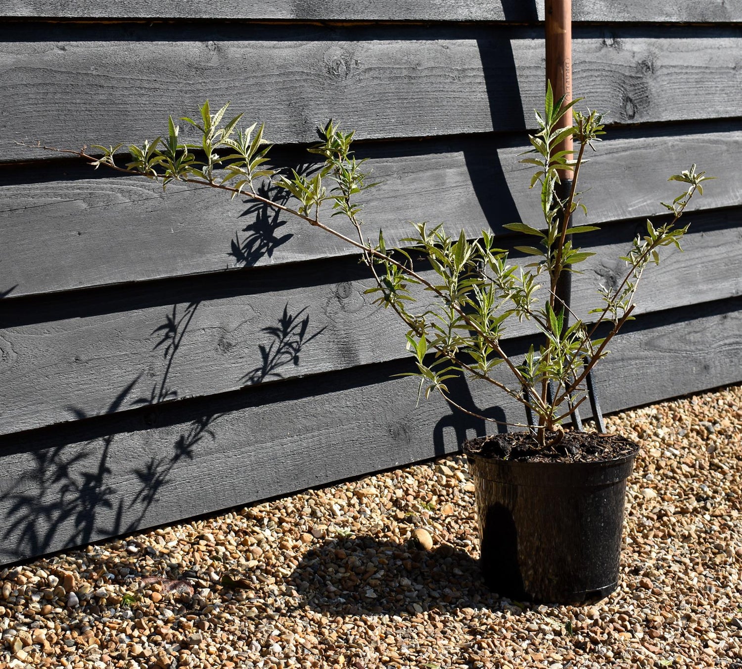Buddleja 'Nanho Blue' Height 40-60cm - 5lt