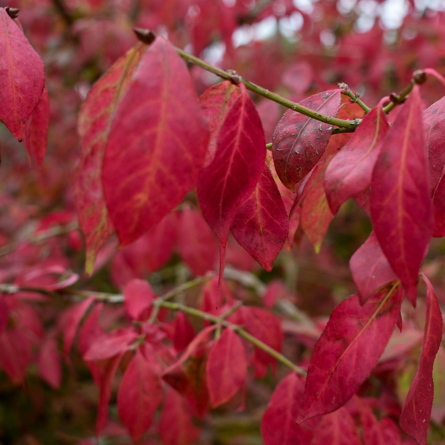 Euonymus alatus Shrub | Winged Spindle Small Tree - - Clear Stem 100cm - Height 140-150cm - 15lt