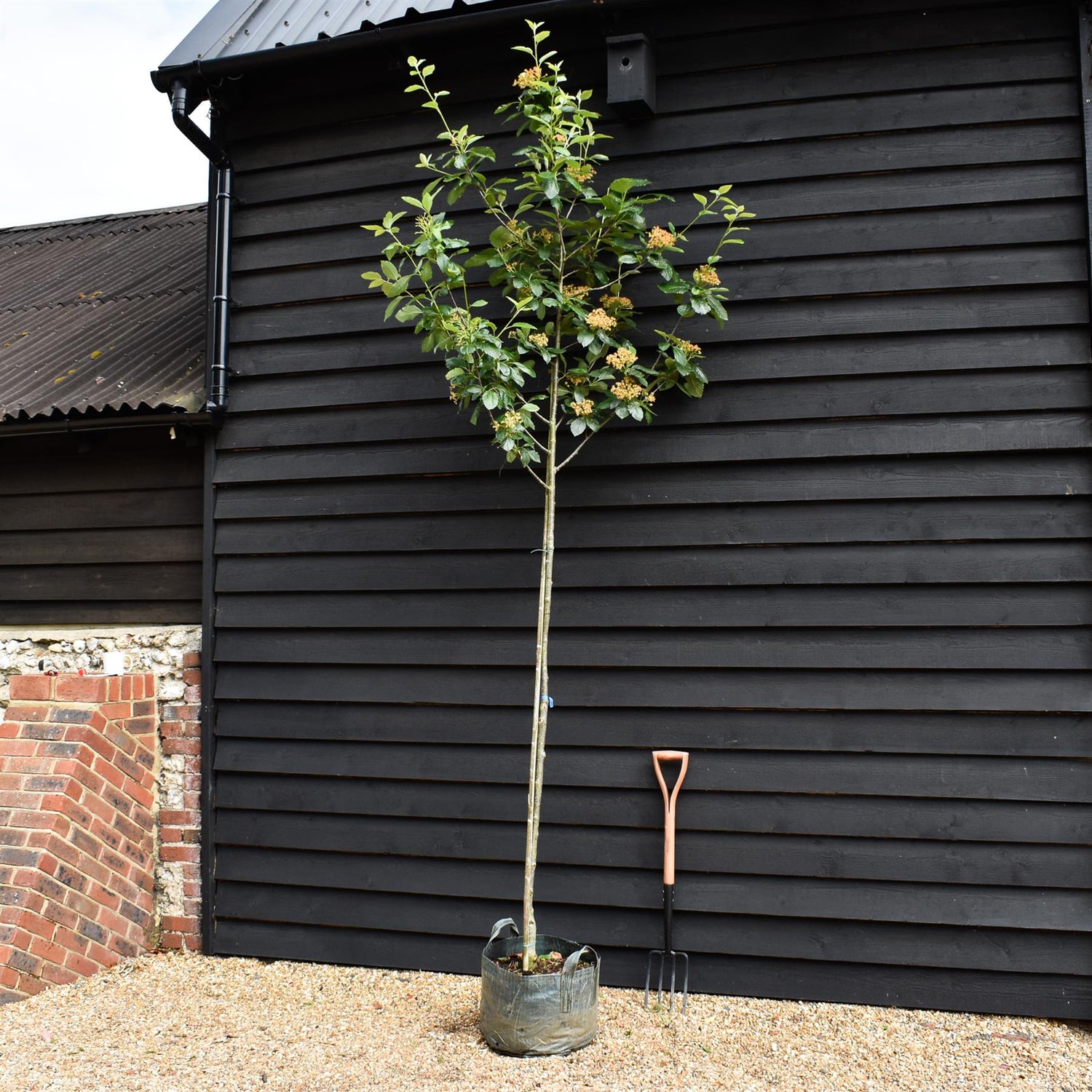 Sorbus latifolia 'Henk Vink' - Clear Stem 170cm - Girth 6-8cm - Height 340-350cm - 45lt