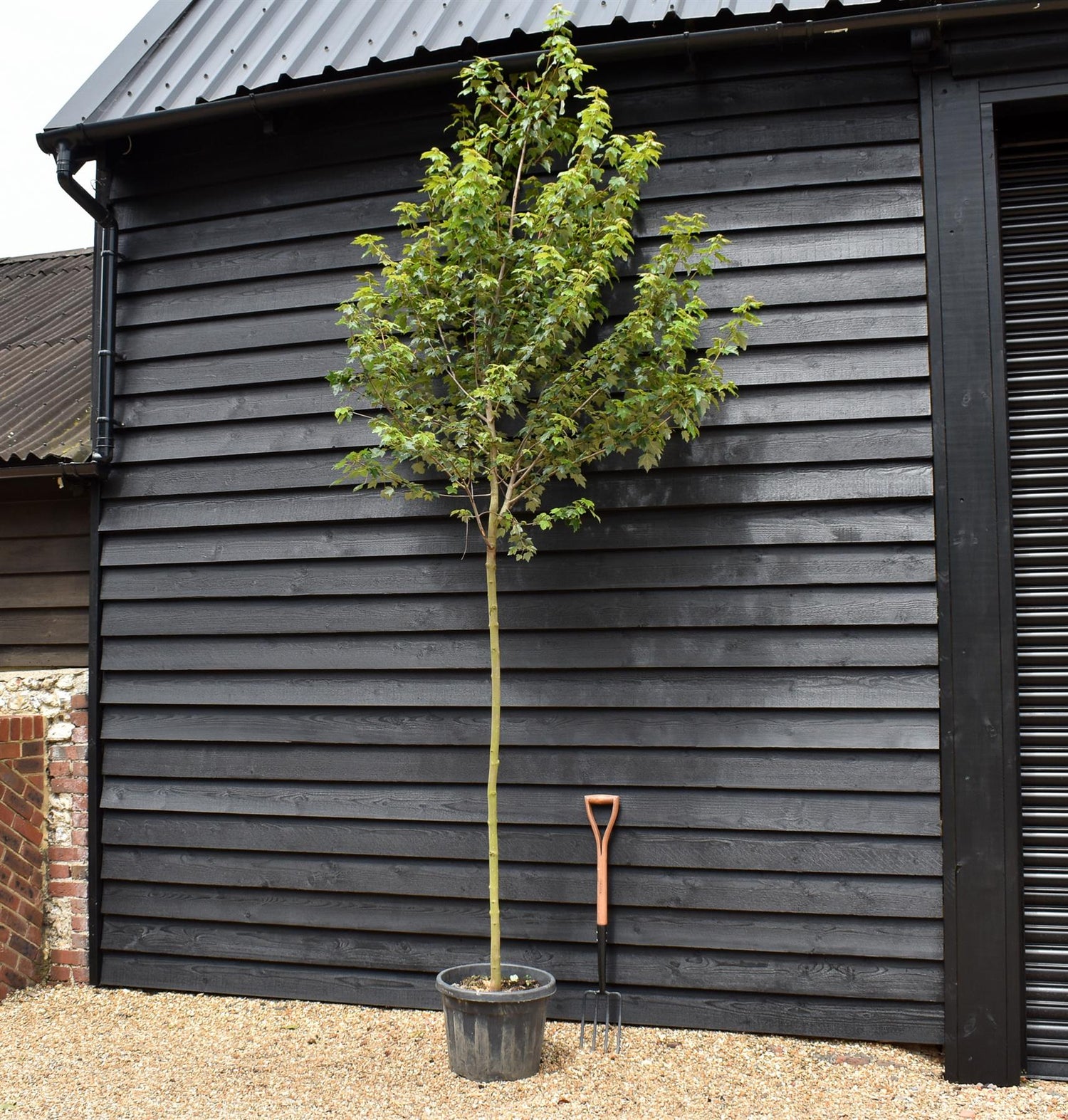 Red Maple | Acer rubrum 'Autumn Flame' - Clear Stem - Height 320-350cm - Girth 8-10cm - 40lt