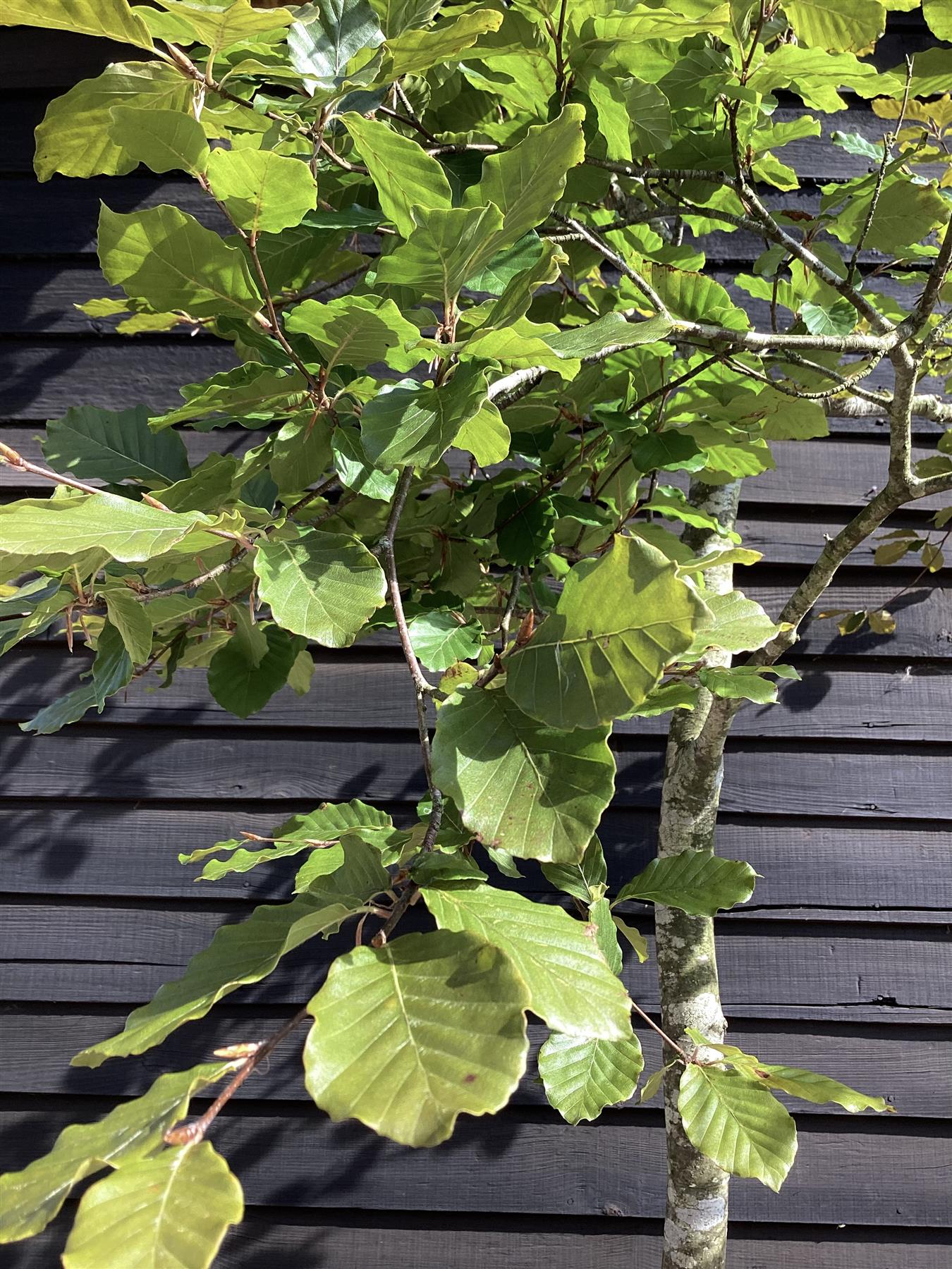 Fagus sylvatica | European Beech - 100lt