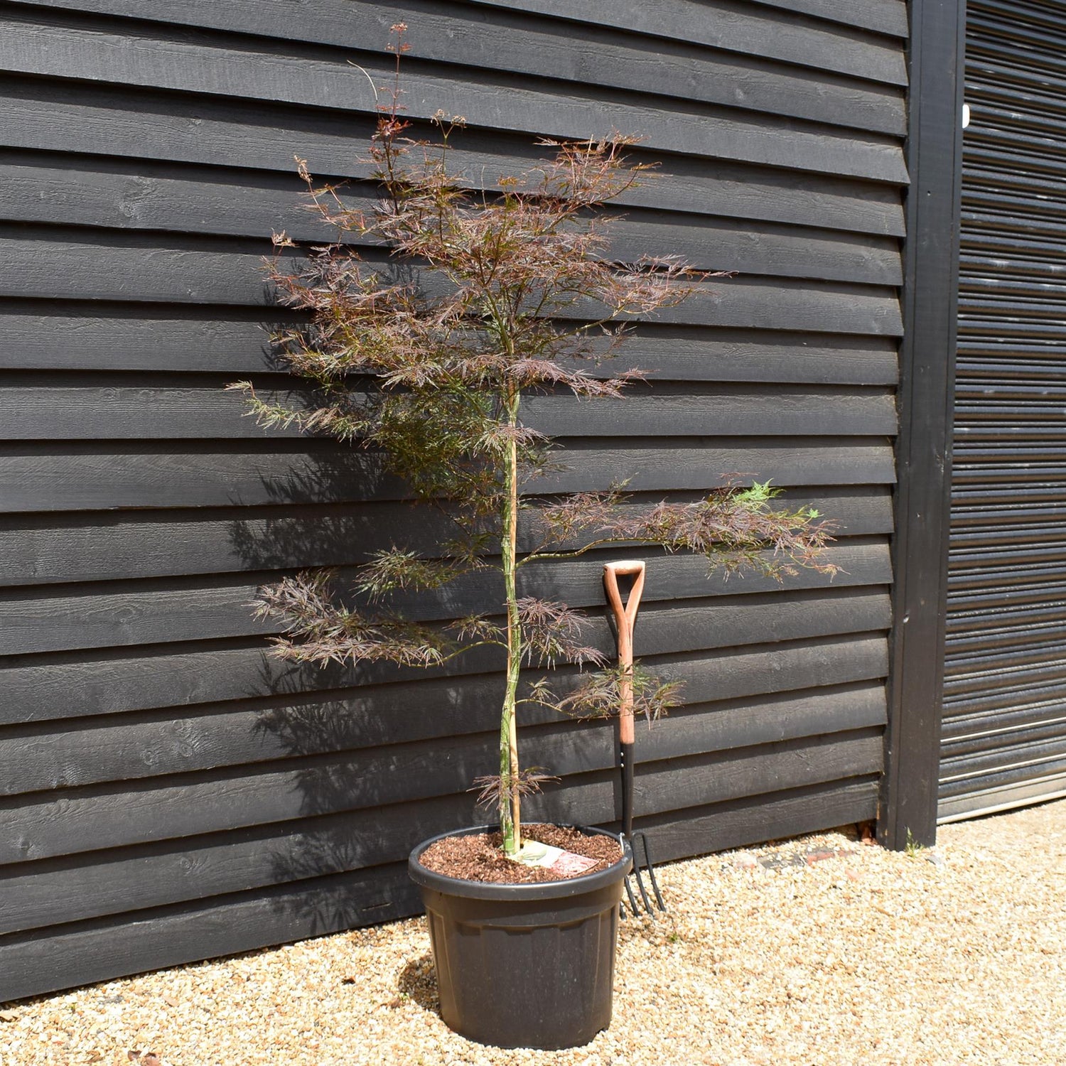 Japanese Maple | Acer palmatum 'Fire Cracker' - Bushy - Height 150-170cm - 55lt