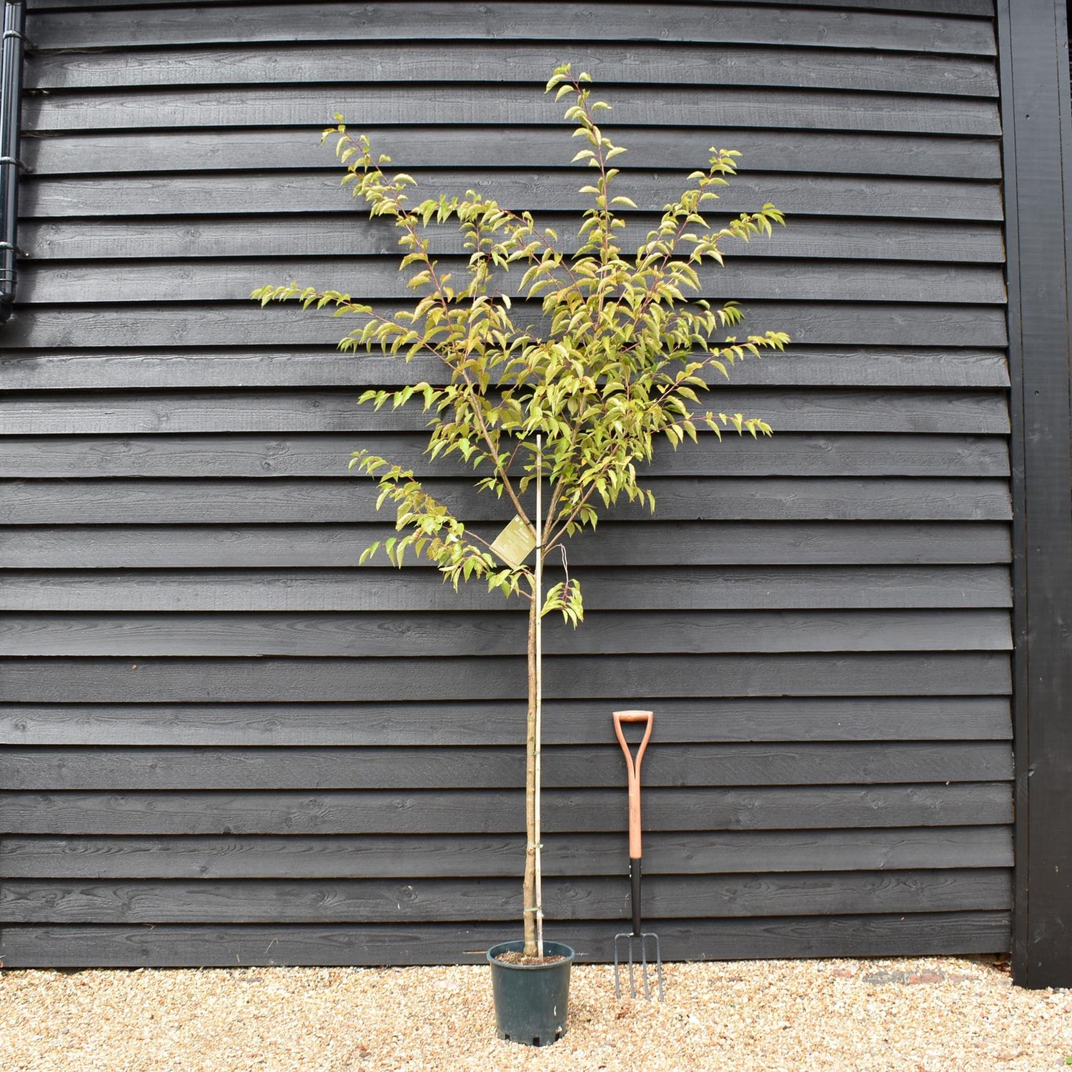 Prunus Subhirtella Autumnalis | Winter-Flowering Cherry - 180-220cm - 12lt