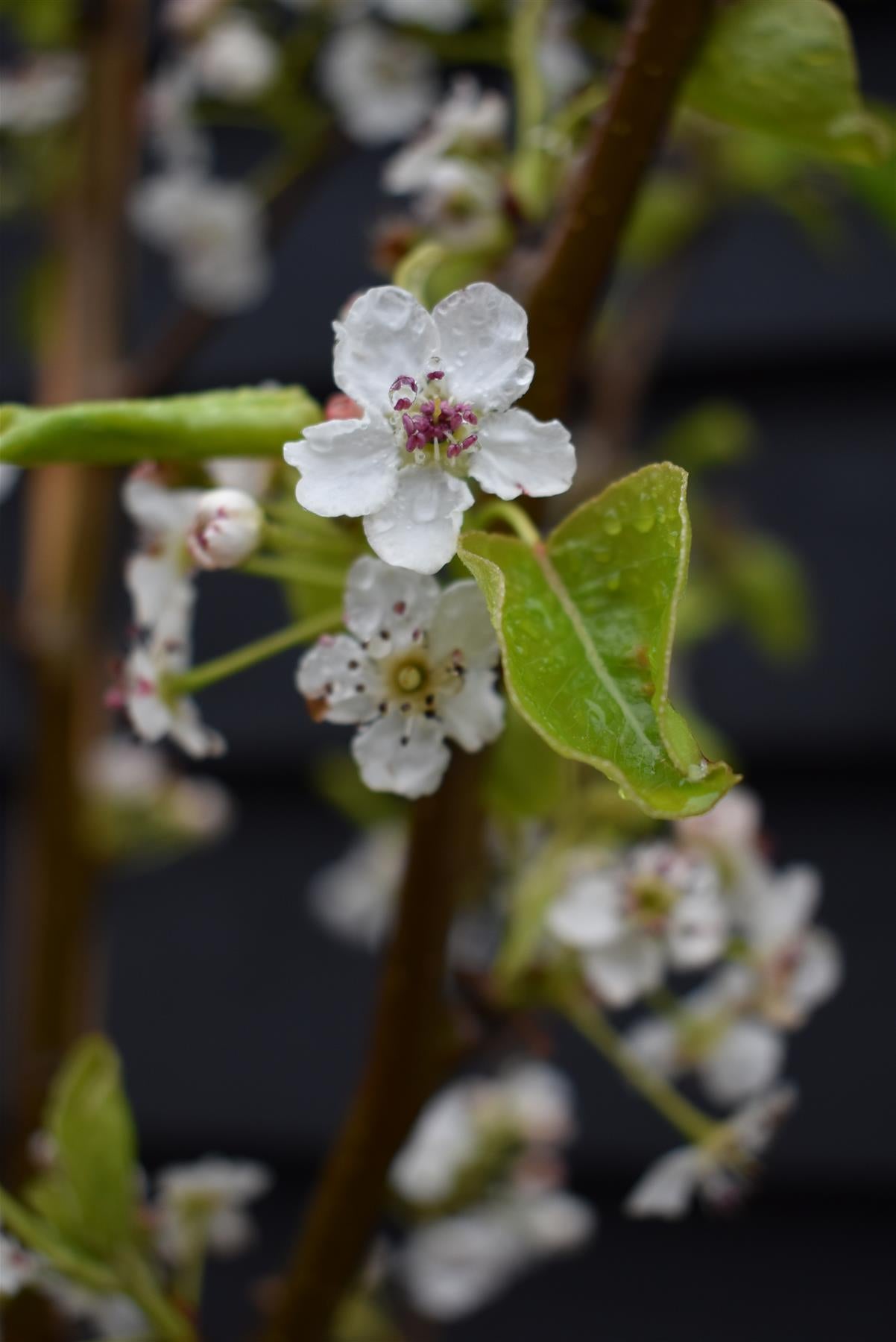 Pyrus calleryana 'Chanticleer' | Callery Pear - Height 180-220cm - 12lt