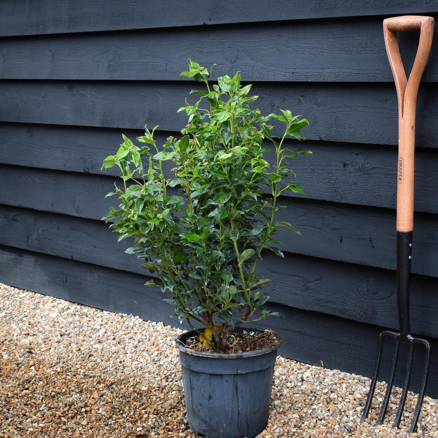Viburnum tinus Spirit - Bush - Height 50-70cm - 9lt