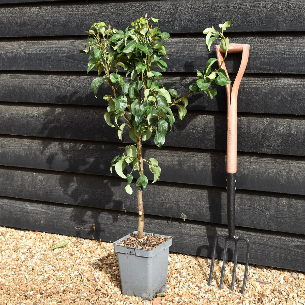 Pear Conference | Pyrus communis - Patio Rootstock - Height 80-100cm, 7lt
