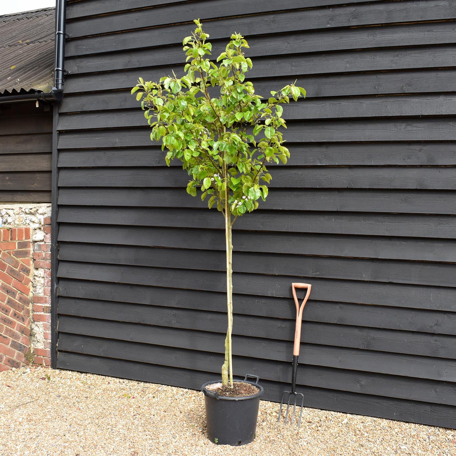 Pyrus calleryana 'Chanticleer' | Callery Pear  | Ornamental Pear Tree - Height 200-250cm - Girth 6-8cm - 30lt