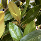 Magnolia grandiflora 'Galissonniere' | Southern magnolia 'Galissonniere' 200-250cm - 150lt