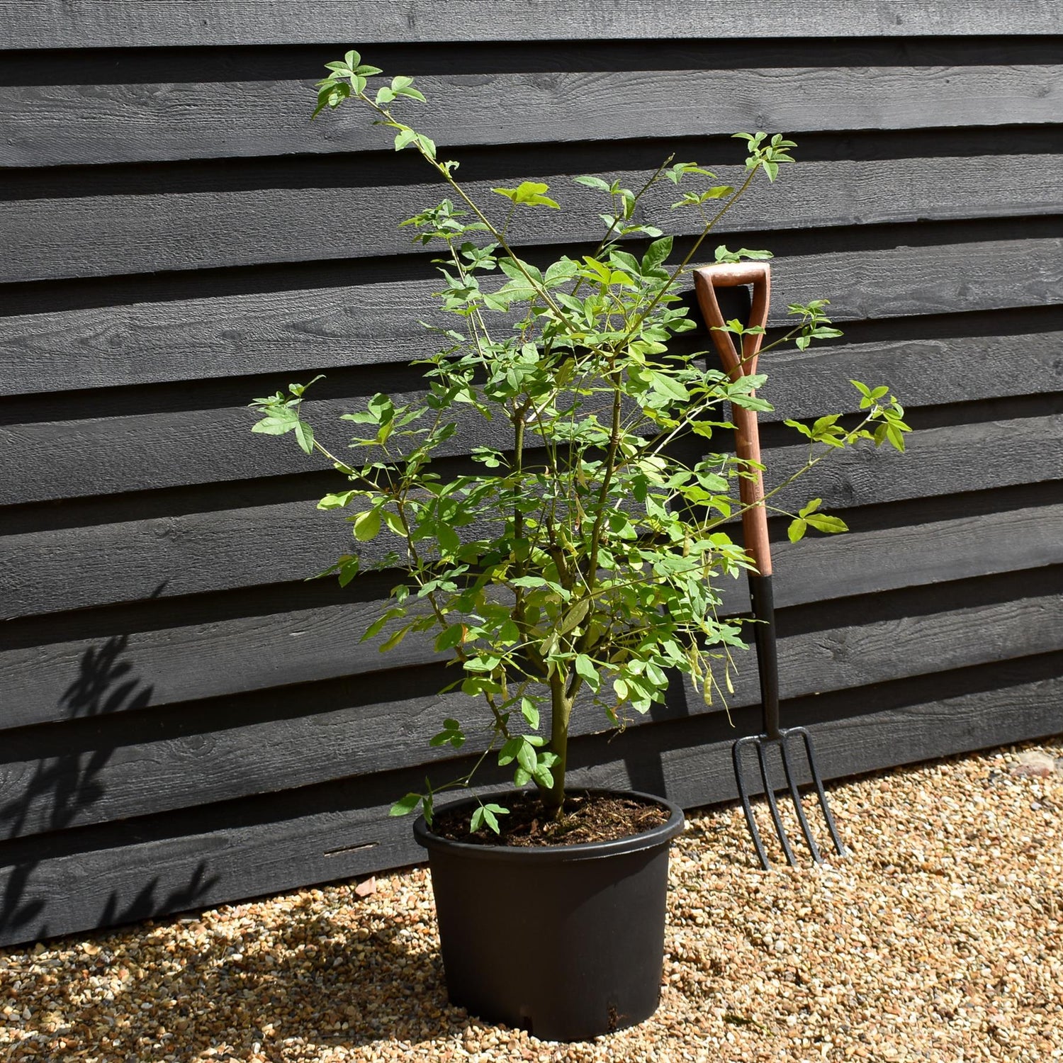 Laburnum x watereri 'Vossii' | Golden Chain Tree -Shrub - Height 90-120cm - 20lt