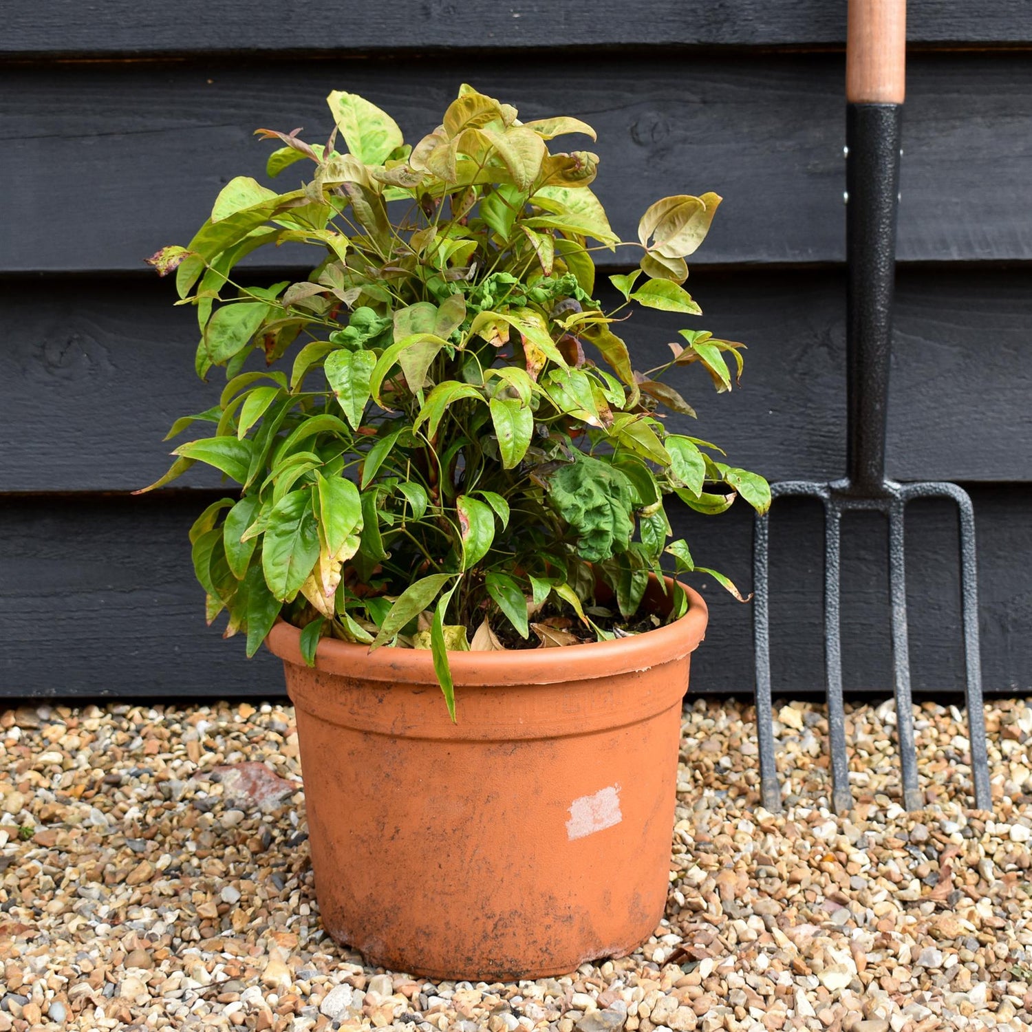 Nandina domestica Pink Blush - Height 30-40cm - 9lt