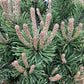 Pinus mugo 'Gnom' | Dwarf mountain pine - 70-80cm -18lt