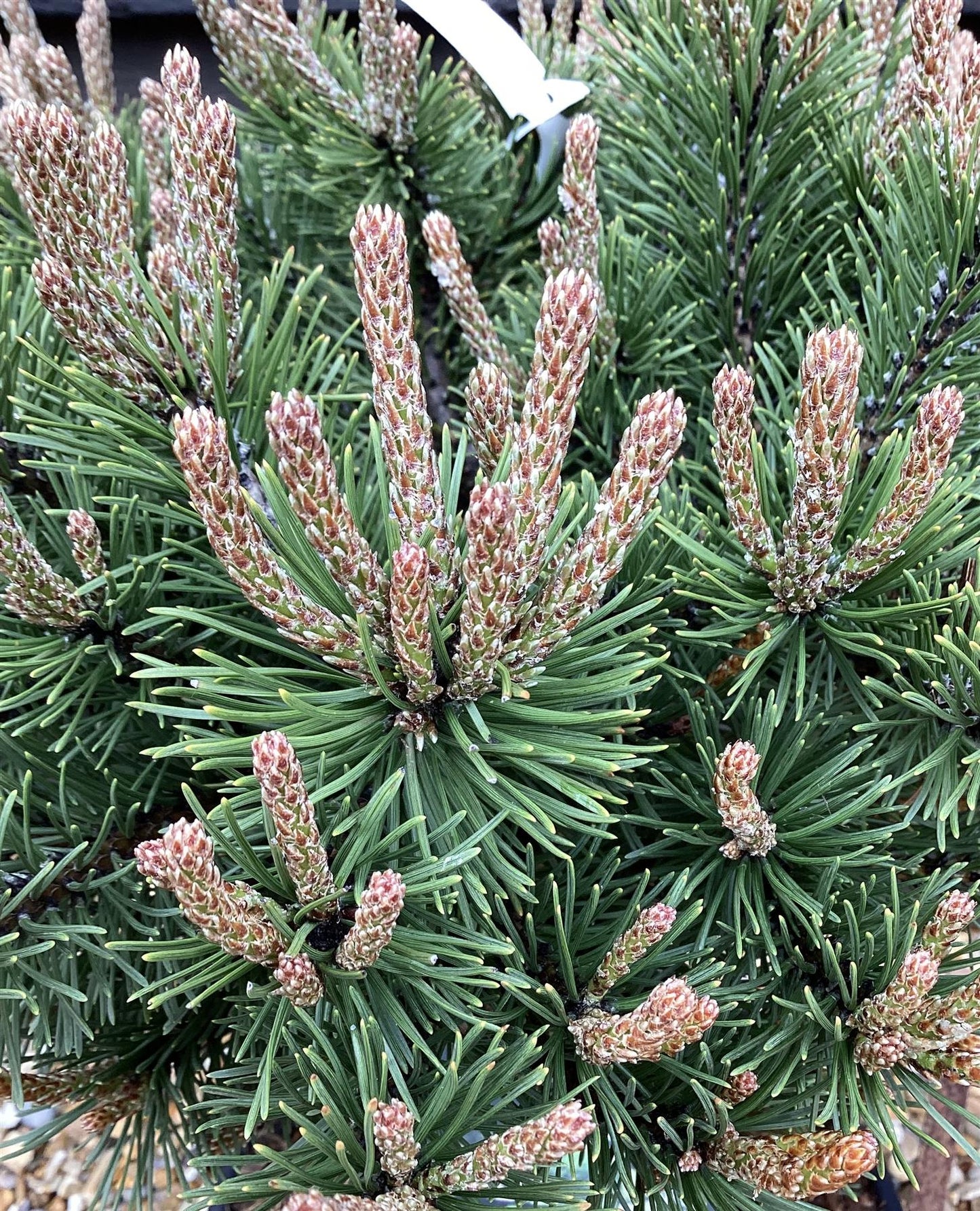 Pinus mugo 'Gnom' | Dwarf mountain pine - 70-80cm -18lt