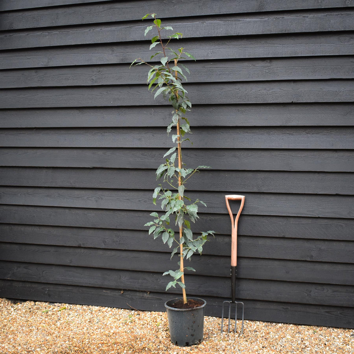 Prunus lusitanica | Portuguese Laurel Cherry - Tree - 150-180cm - 12lt