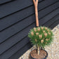 Pinus 'Marie Bregeon' - Clear Stem 20cm - Height 45-55cm - Width 25cm - 8lt