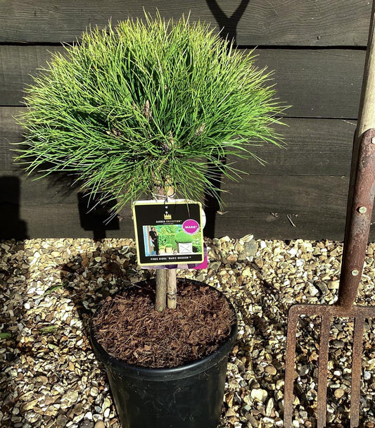 Pinus Marie Bregeon - Clear Stem - Height 75cm - 8lt