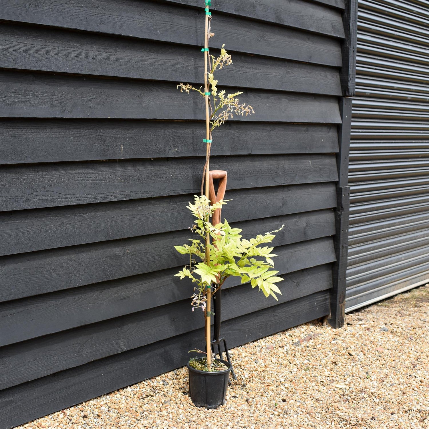 Wisteria brachybotrys 'Iko yama Fuji' | Chinese Wisteria Light Violet - Cane - Height 150-170cm - 3lt