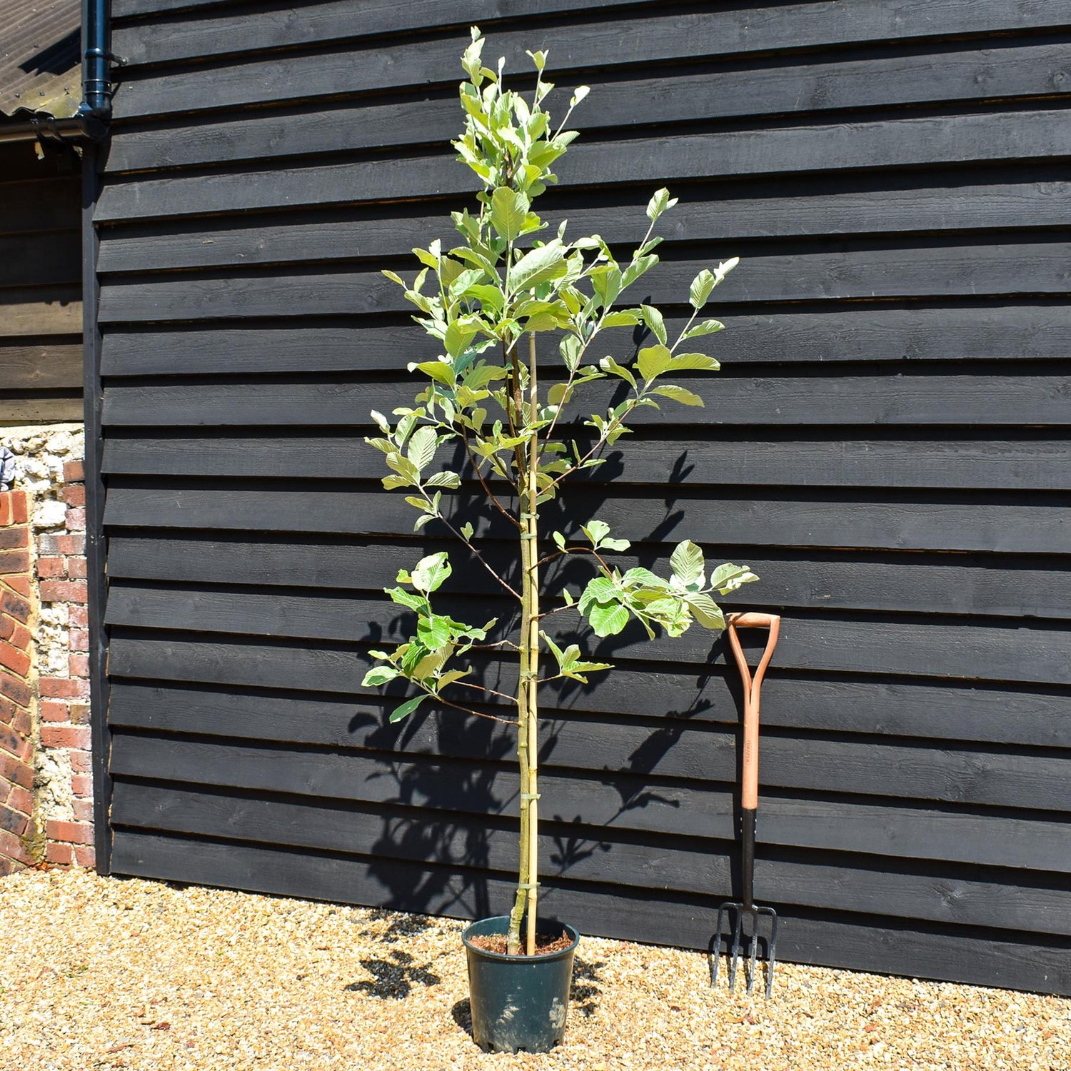 Sorbus aria 'Lutescens' | Mountain Ash ‘Lutescens’ - Height 140-220cm - 12lt