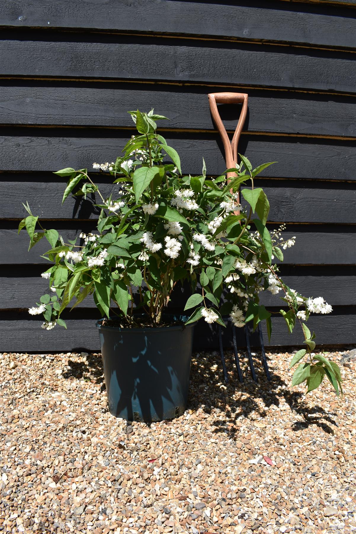 Deutzia scabra 'Plena' - 60-75cm, 10lt