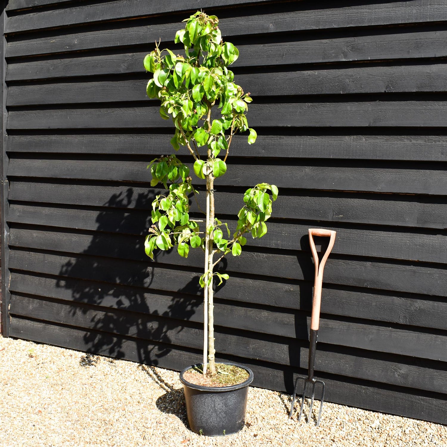 Pear 'Conference' | Pyrus communis - Height 160-180cm - 20lt