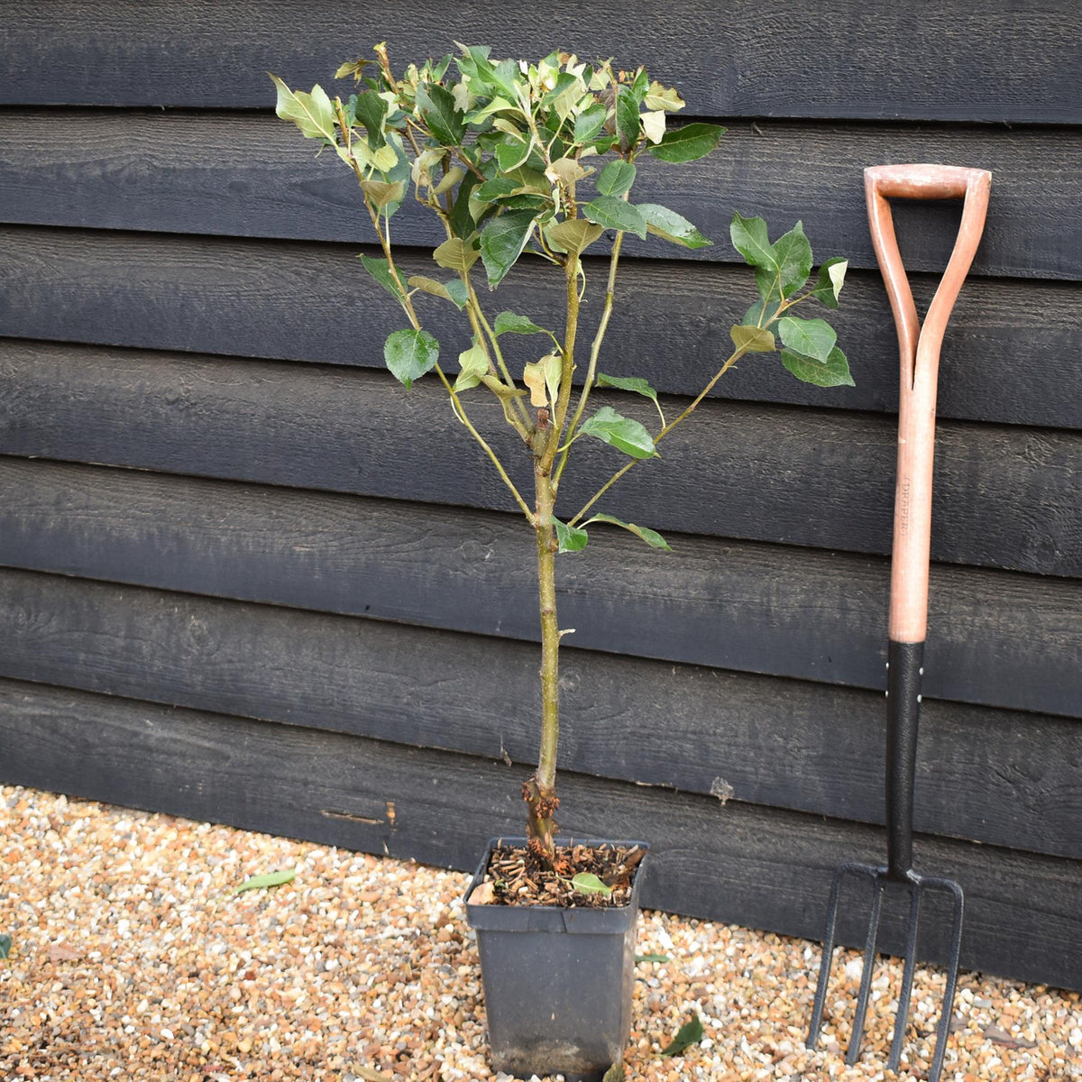 Apple tree 'James Grieve' | Malus domestica - Patio Rootstock - Height 80-100cm - 7lt