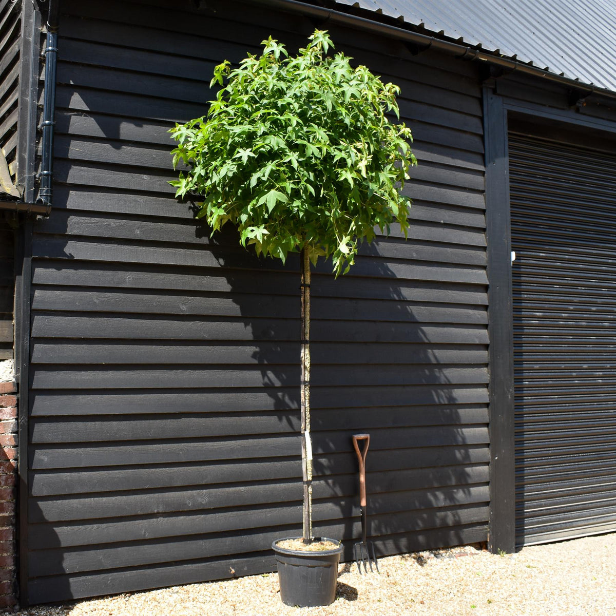 Liquidambar styraciflua 'Gum Ball'| Sweet Gum Tree - Clear Stem 190-210cm - Girth 12-14cm - Height 430-450cm - 35lt