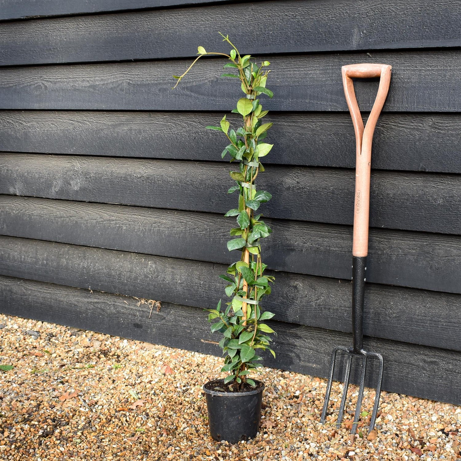 Star Jasmine | Trachelospermum jasminoides - Evergreen Climber - Height 90cm - 2lt