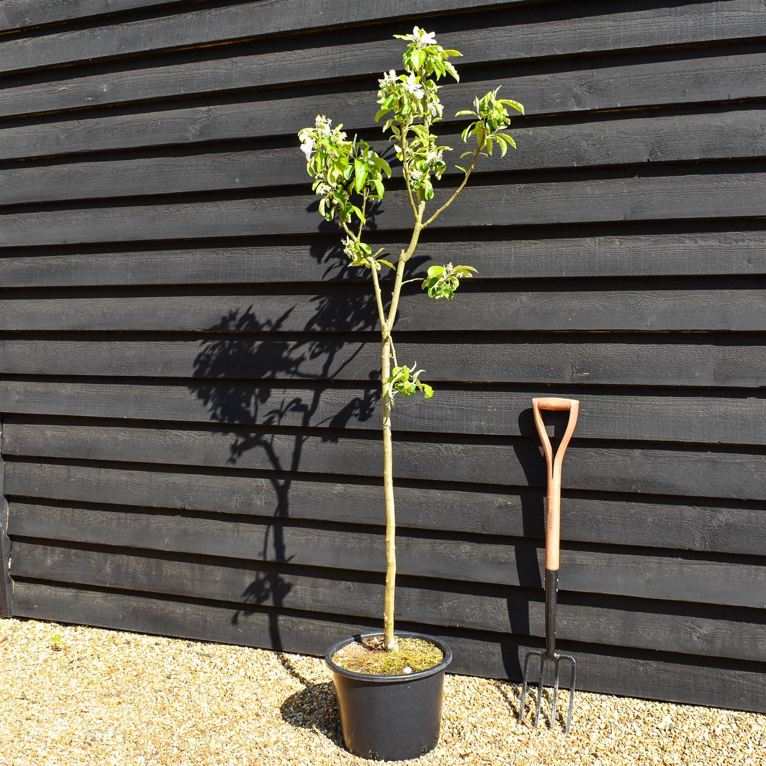 Apple tree 'Granny Smith' | Malus domestica  - Semi Dwarfing - Height 150-160cm - 20lt