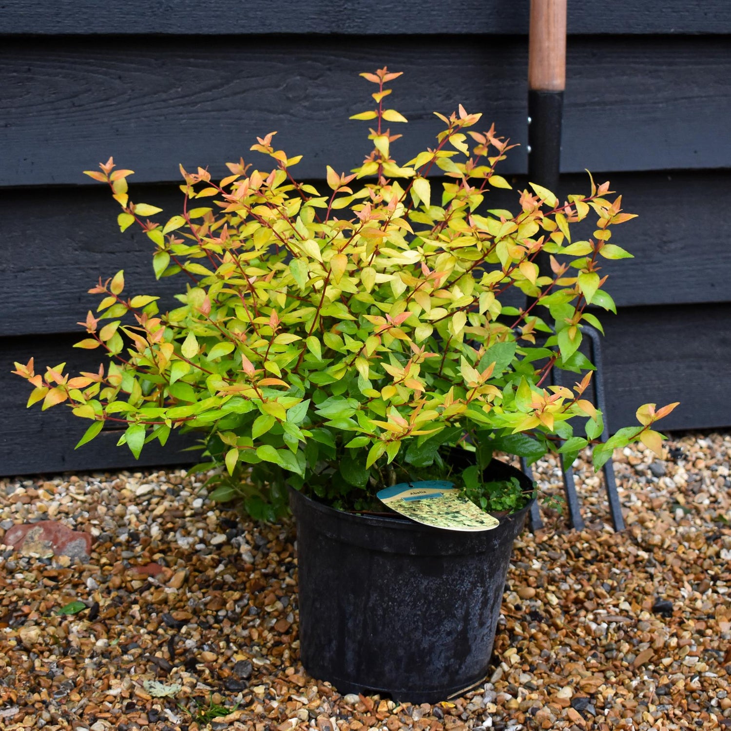 Abelia Gold Jewel - 25-35cm, 5lt