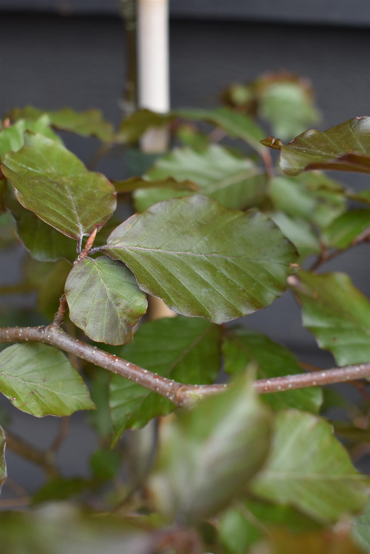 Fagus Sylvatica Purpurea | Copper Beech -  Height 190-210cm - 10lt