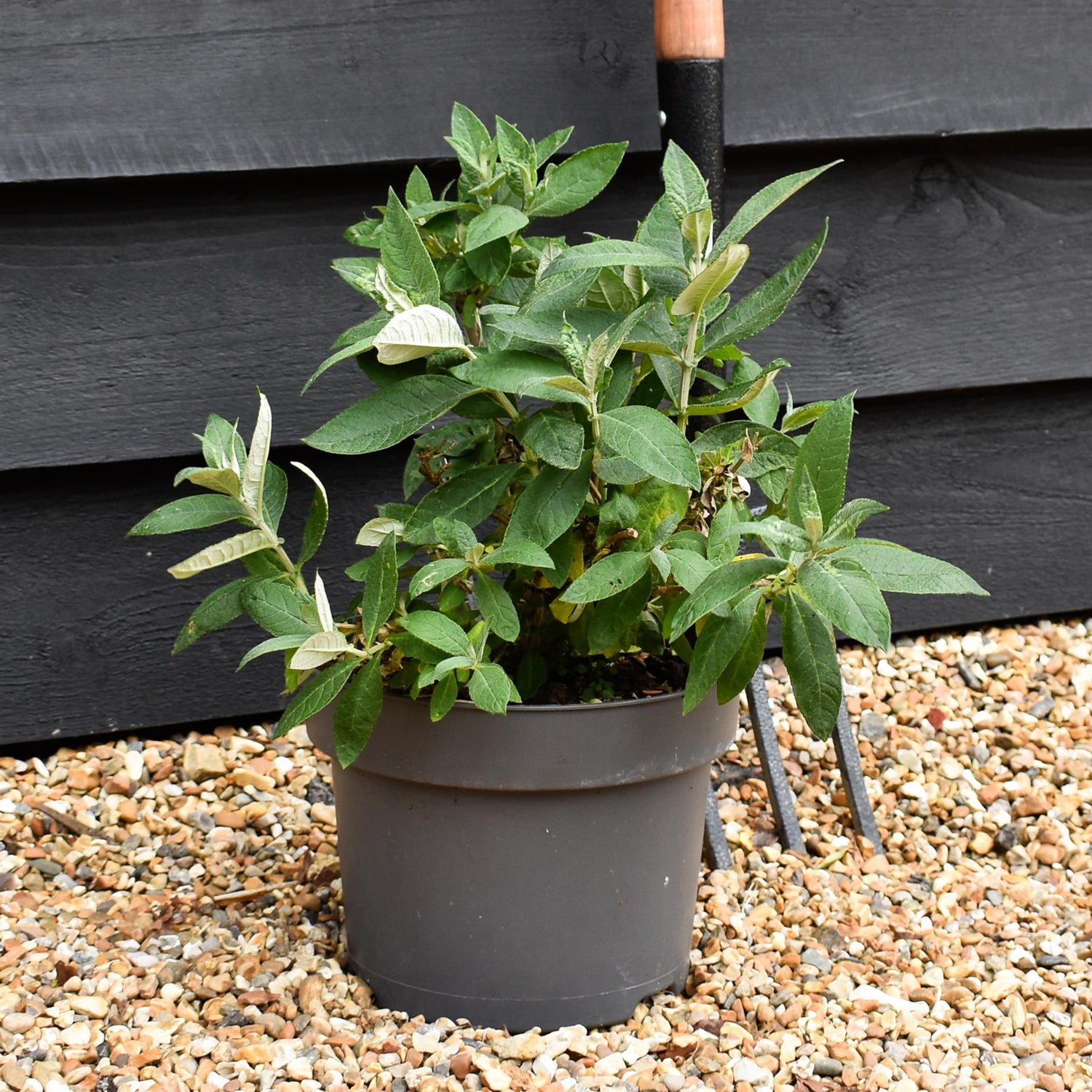 Buddleja 'Butterfly Candy Lila Sweetheart' | Butterfly Candy Lila Sweetheart  Height 10-20cm - 4lt