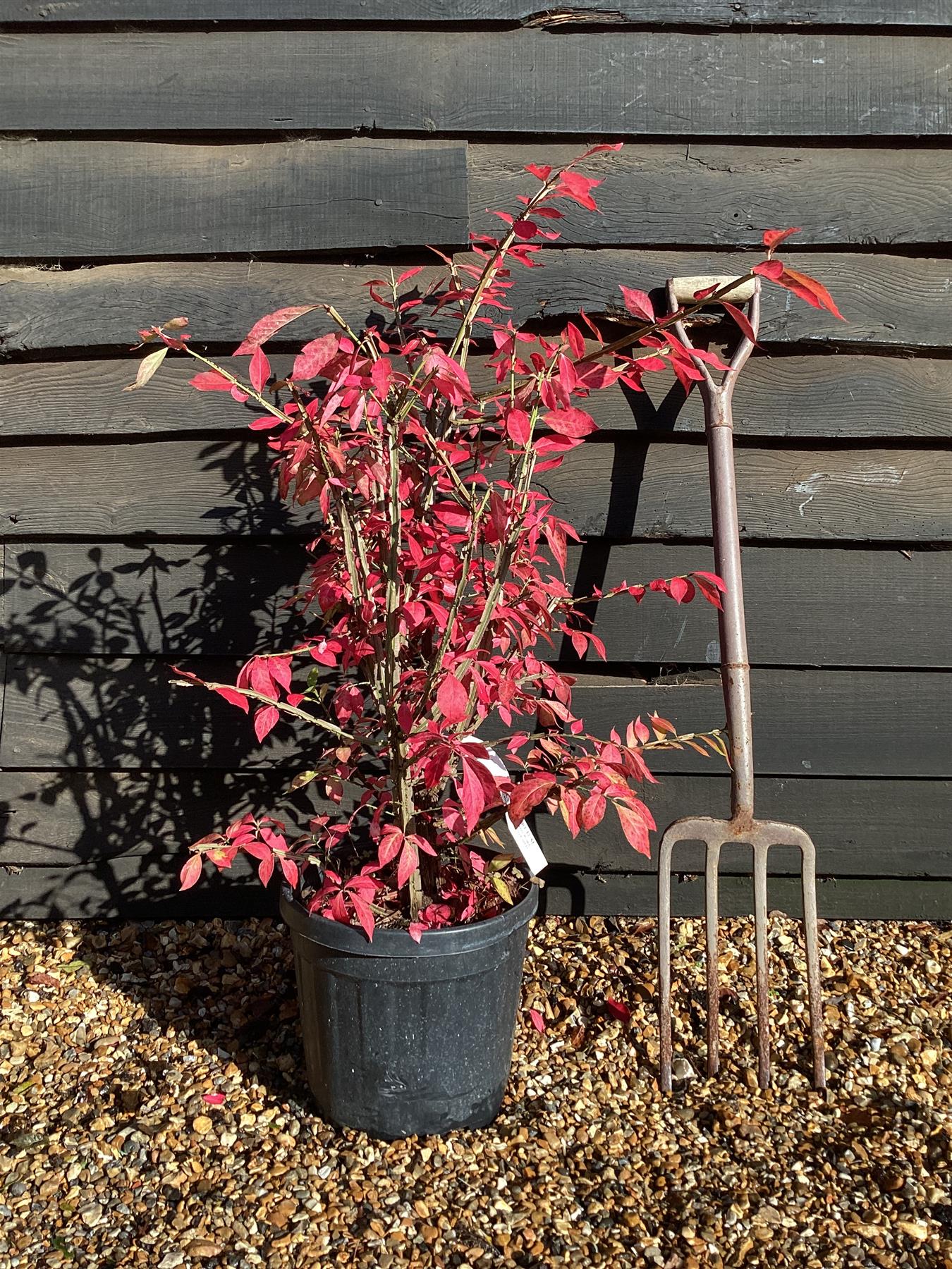 Euonymus alatus | Winged Spindle Tree - 40-60cm, 10lt