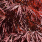 Acer palmatum 'Atropurpureum' | Purple Japanese maple - Girth 18cm - 200-220cm - 130lt
