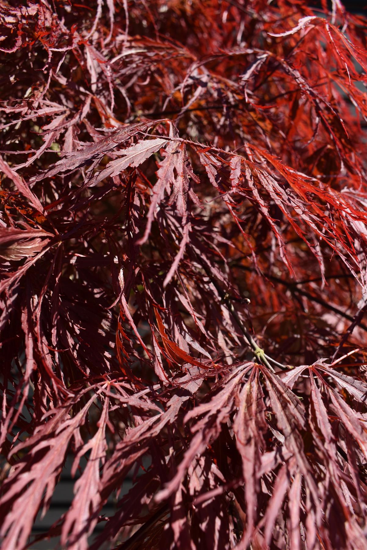 Acer palmatum 'Atropurpureum' | Purple Japanese maple - Girth 18cm - 200-220cm - 130lt