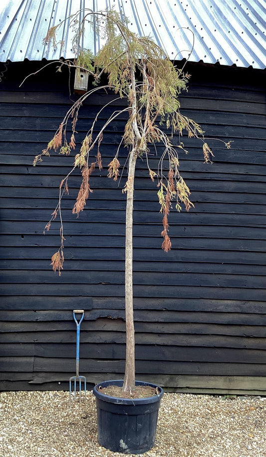 Taxodium distichum Pendula | Weeping Bald Cypress - Mature Tree - Girth - 25cm - Height 450cm - 110lt