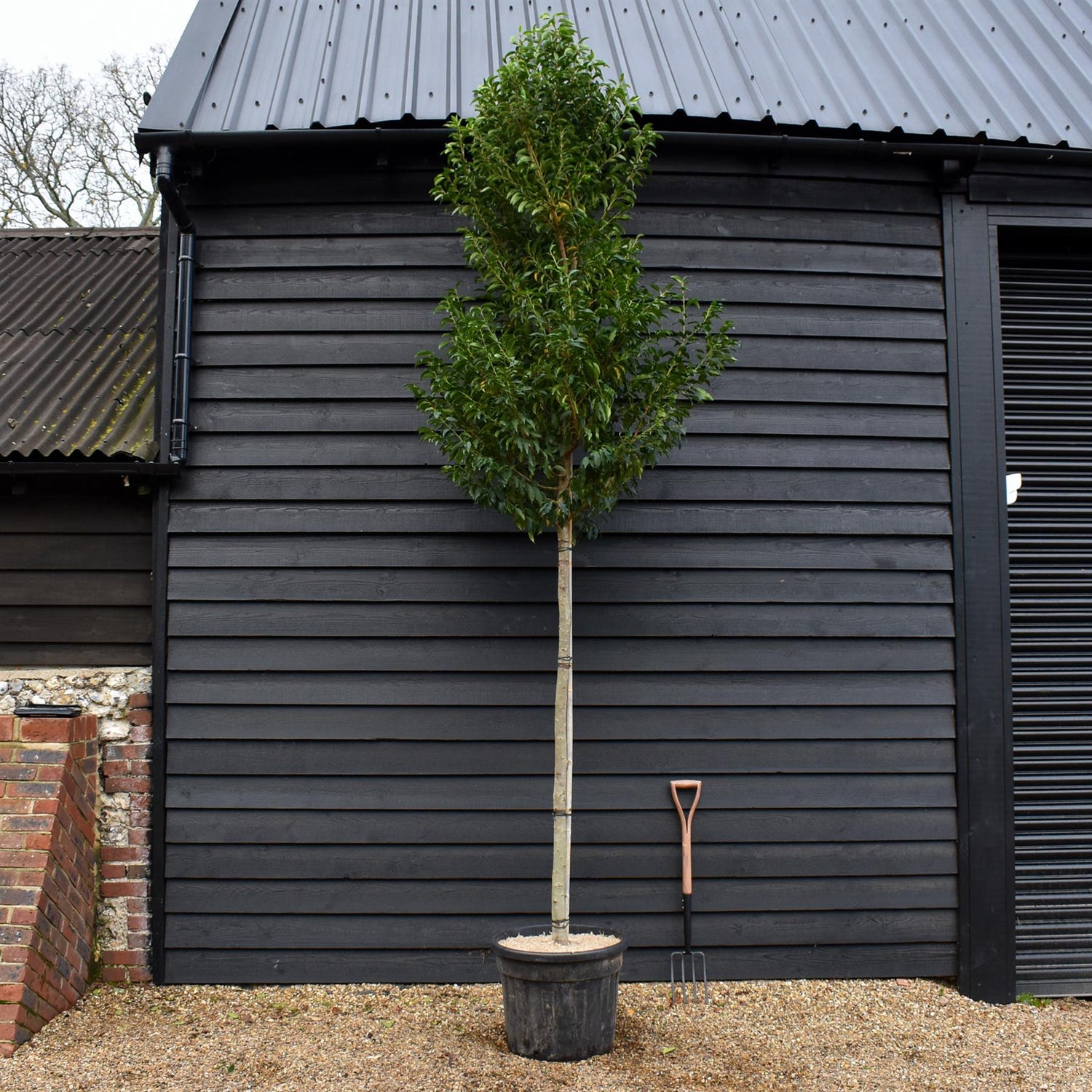 Portuguese Laurel | Prunus lusitanica 'Angustifolia' - Height 250-300cm - 70lt