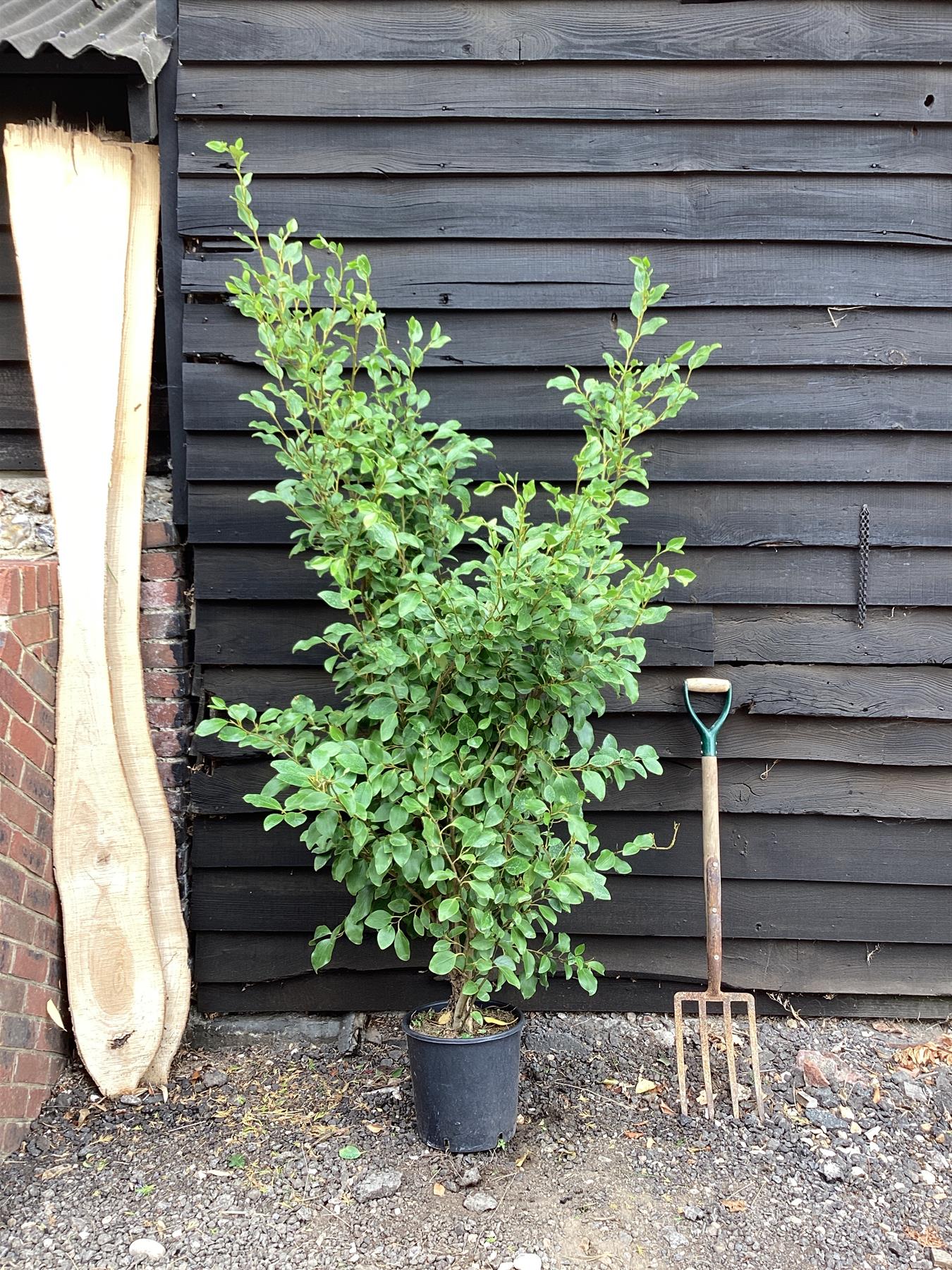 Griselinia littoralis | New Zealand Broadleaf - 140-180cm, 20lt
