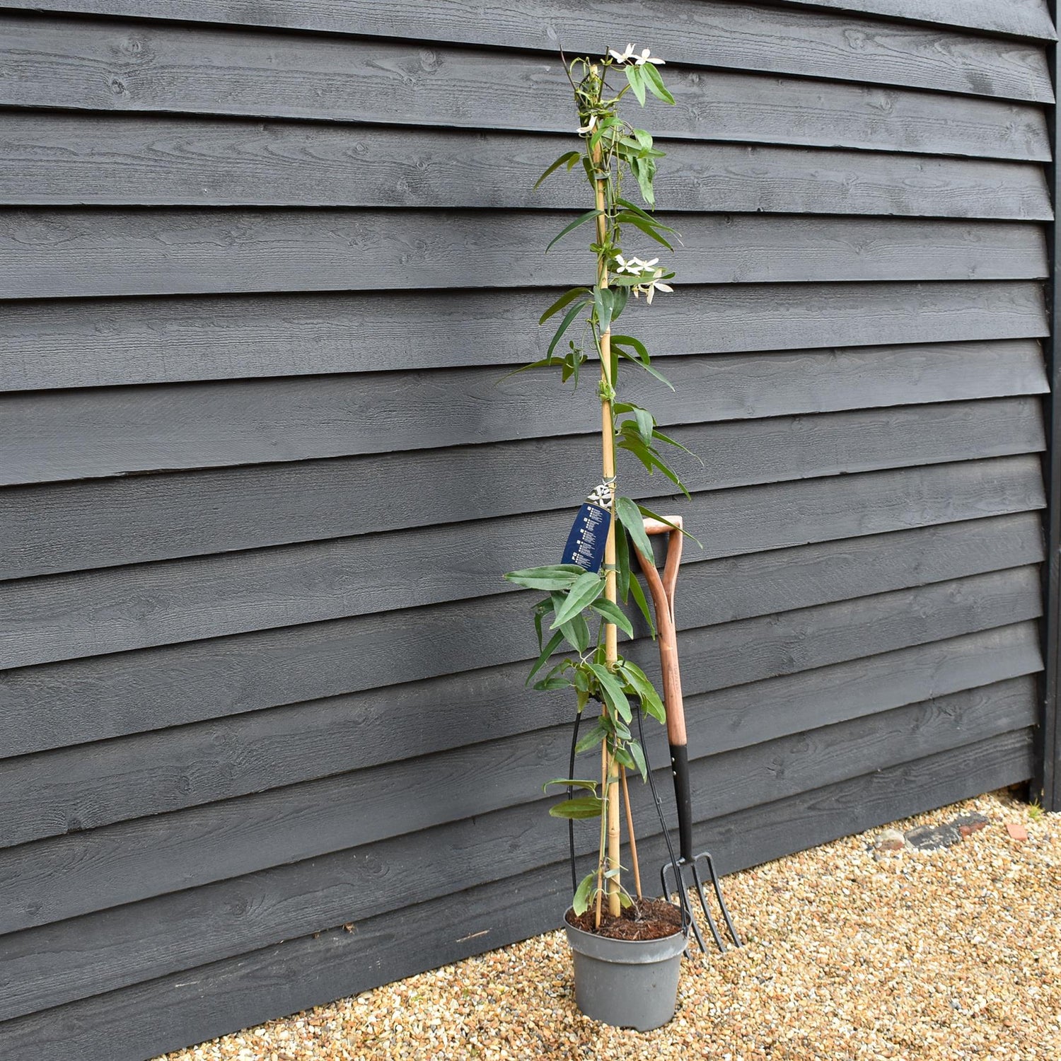 Clematis Armandii - Height 180-200cm - 8lt