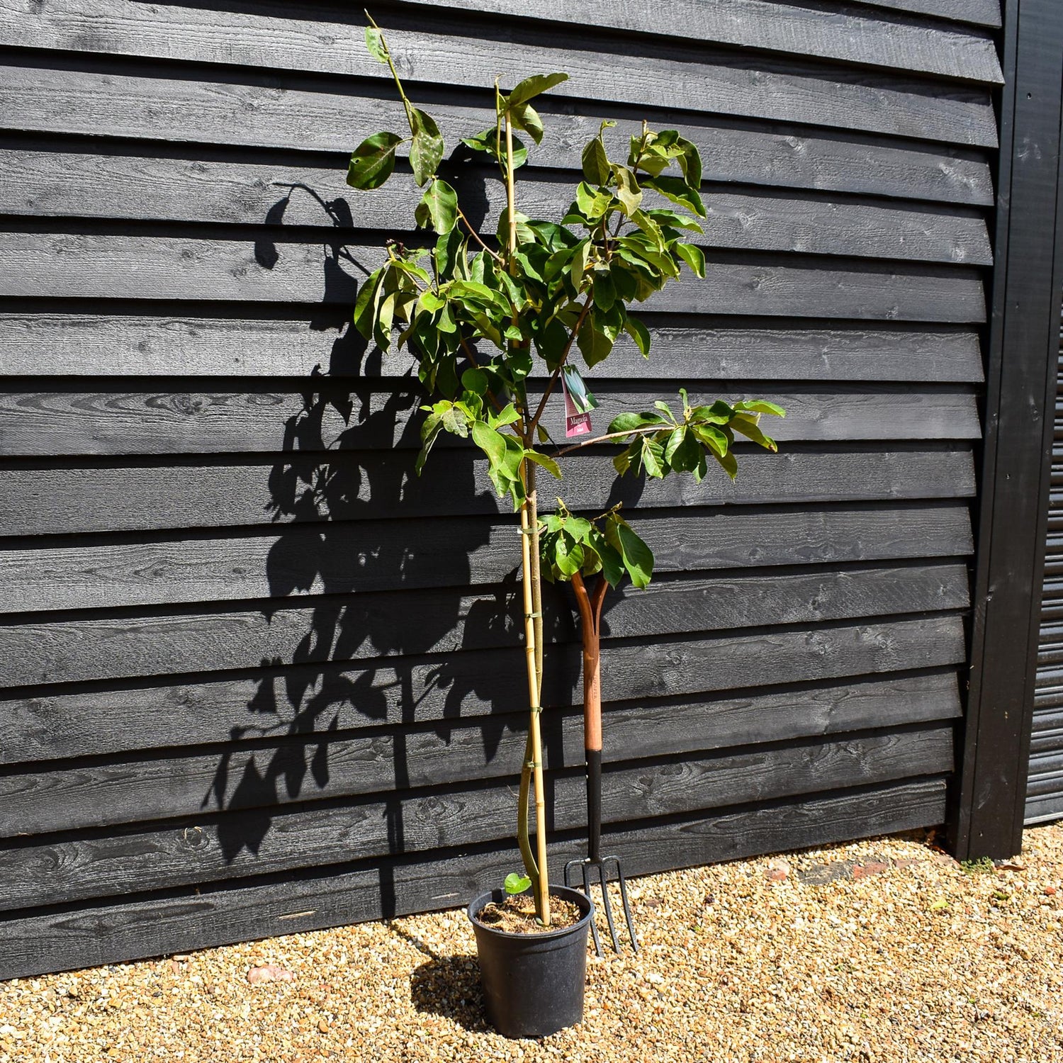 Magnolia Zofia - Height 130-160cm - 12lt