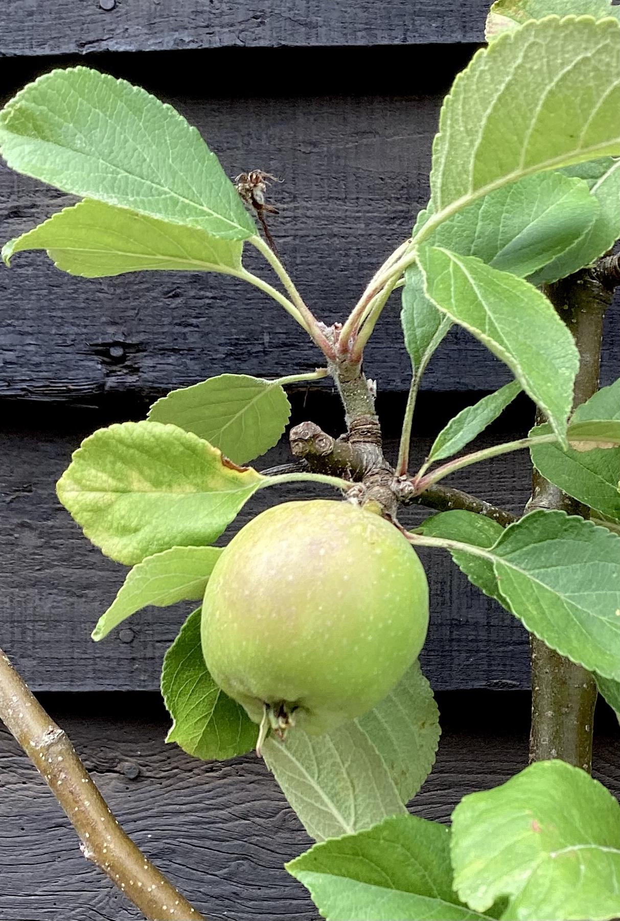 Apple tree 'James Grieve' | Malus domestica - M26 - Dwarfing - 140-150cm - 10lt