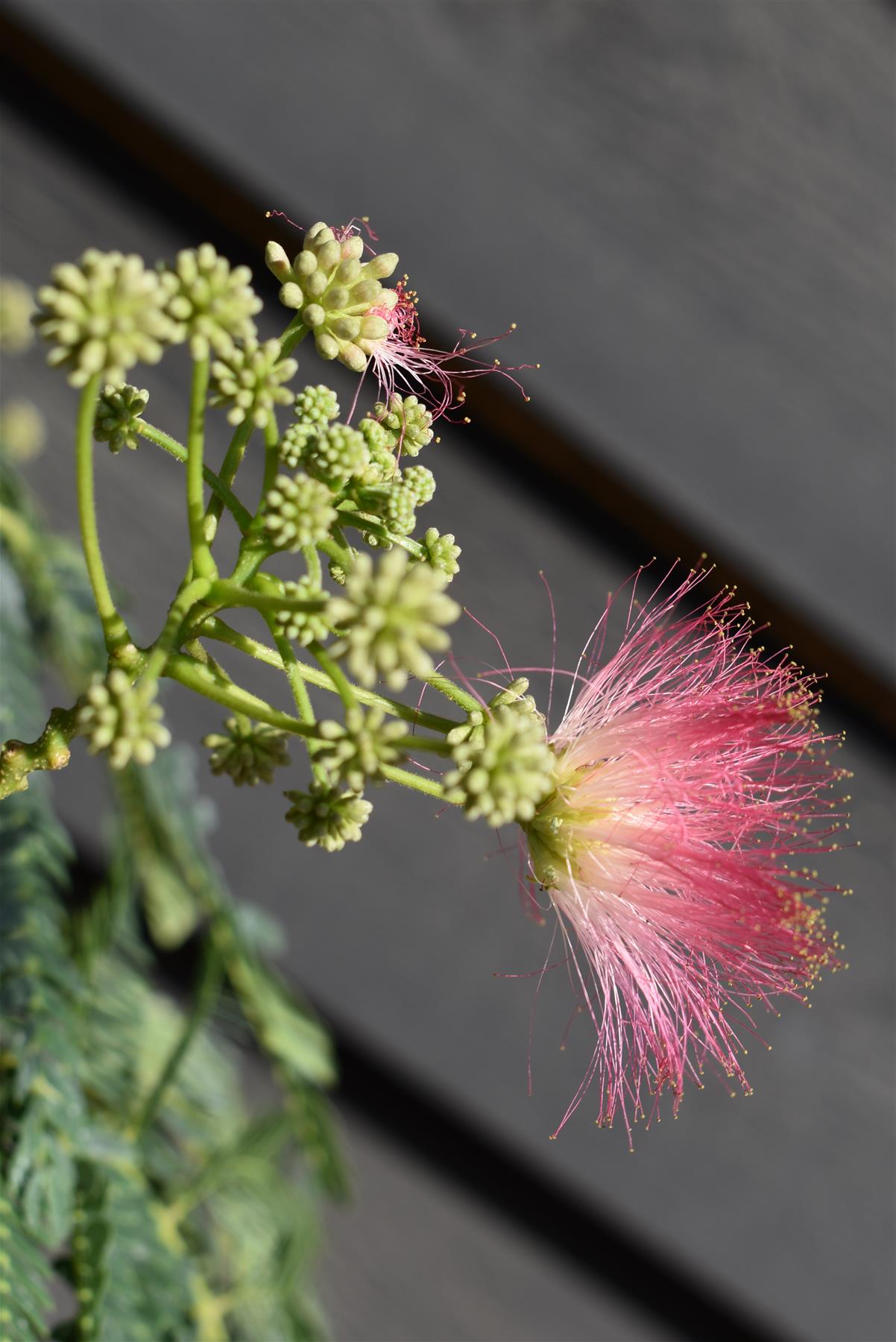 Albizia julibrissin Omberella  | Silk Tree - Height 140-150cm - 15lt