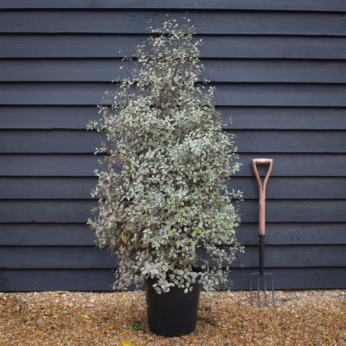 Pittosporum tenuifolium 'Victoria' - Shrub - Height 140-160cm - 25lt