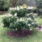 Hydrangea paniculata 'Skyfall' - 30-40cm - 5lt