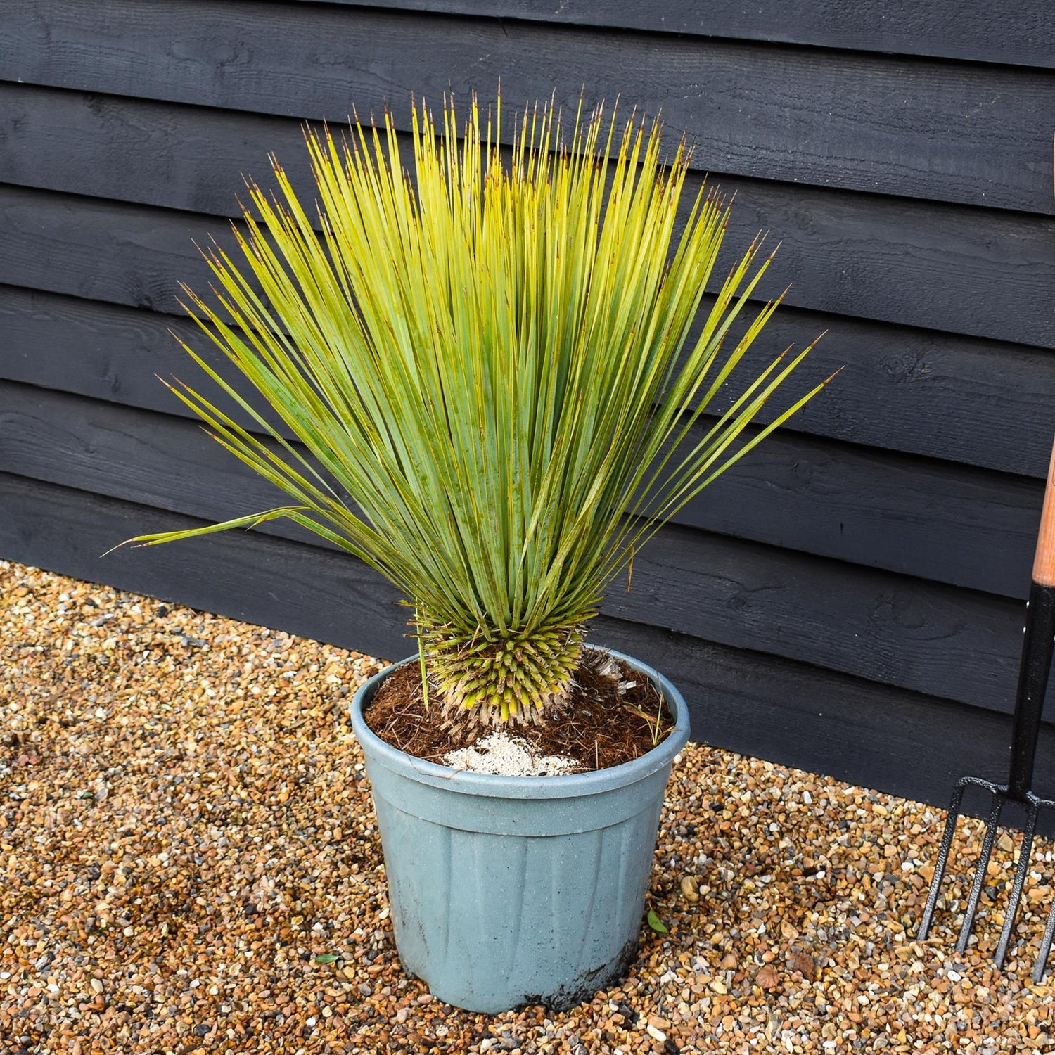 Yucca rostrata | Beaked Yucca - Height 60-80cm - 20lt