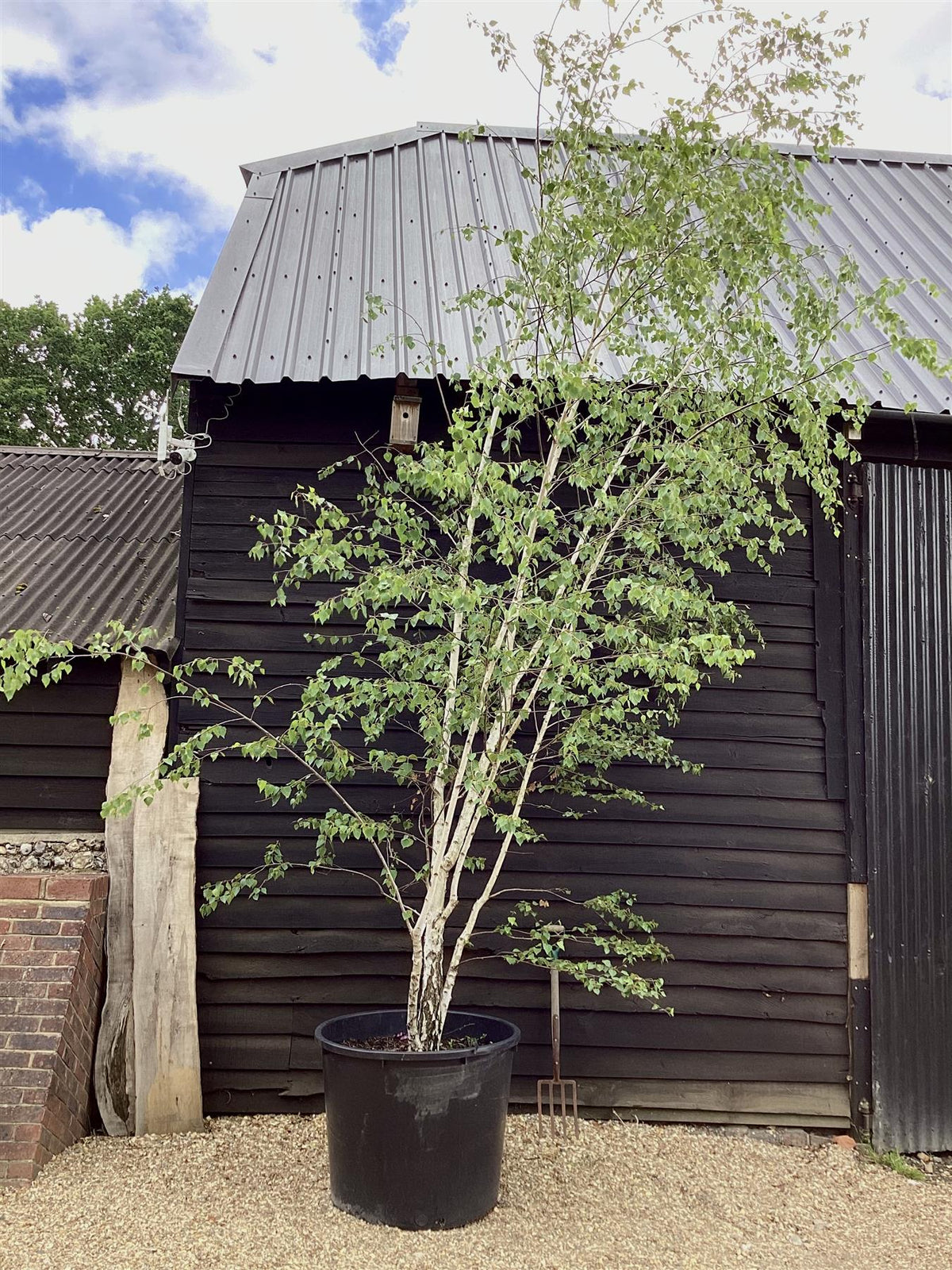 can you plant silver birch near house Kashmir Silver Birch | Betula utilis - Multistem - Height 450cm