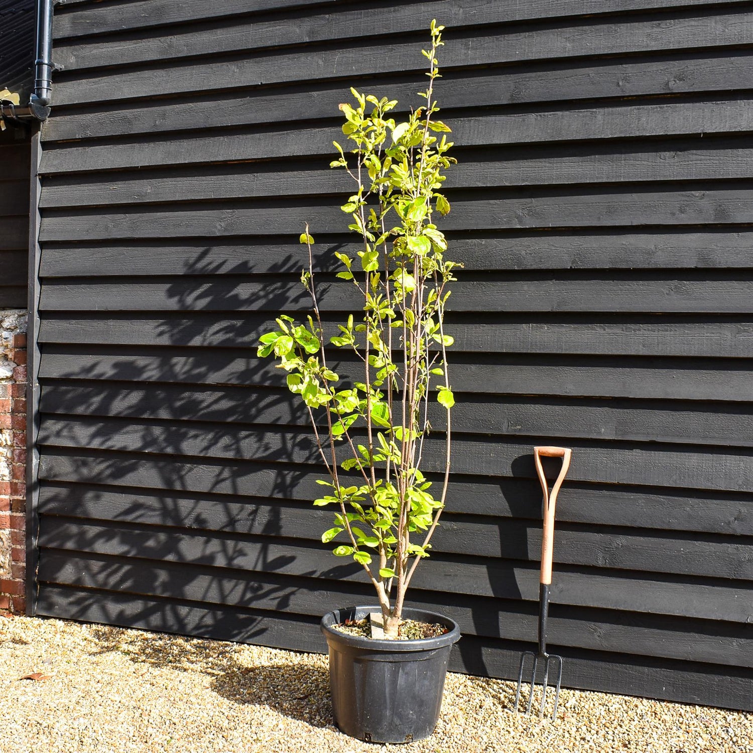 Magnolia Yulan - Shrub - Height 180cm - 45lt