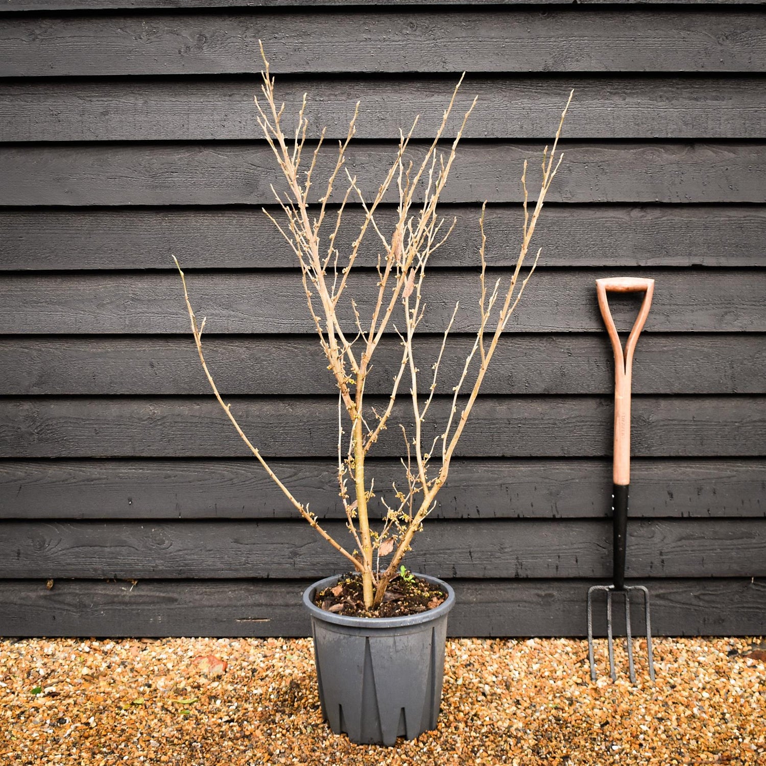 Hamamelis x intermedia 'Arnold Promise' | Witch hazel - Height 120-140cm - 20lt