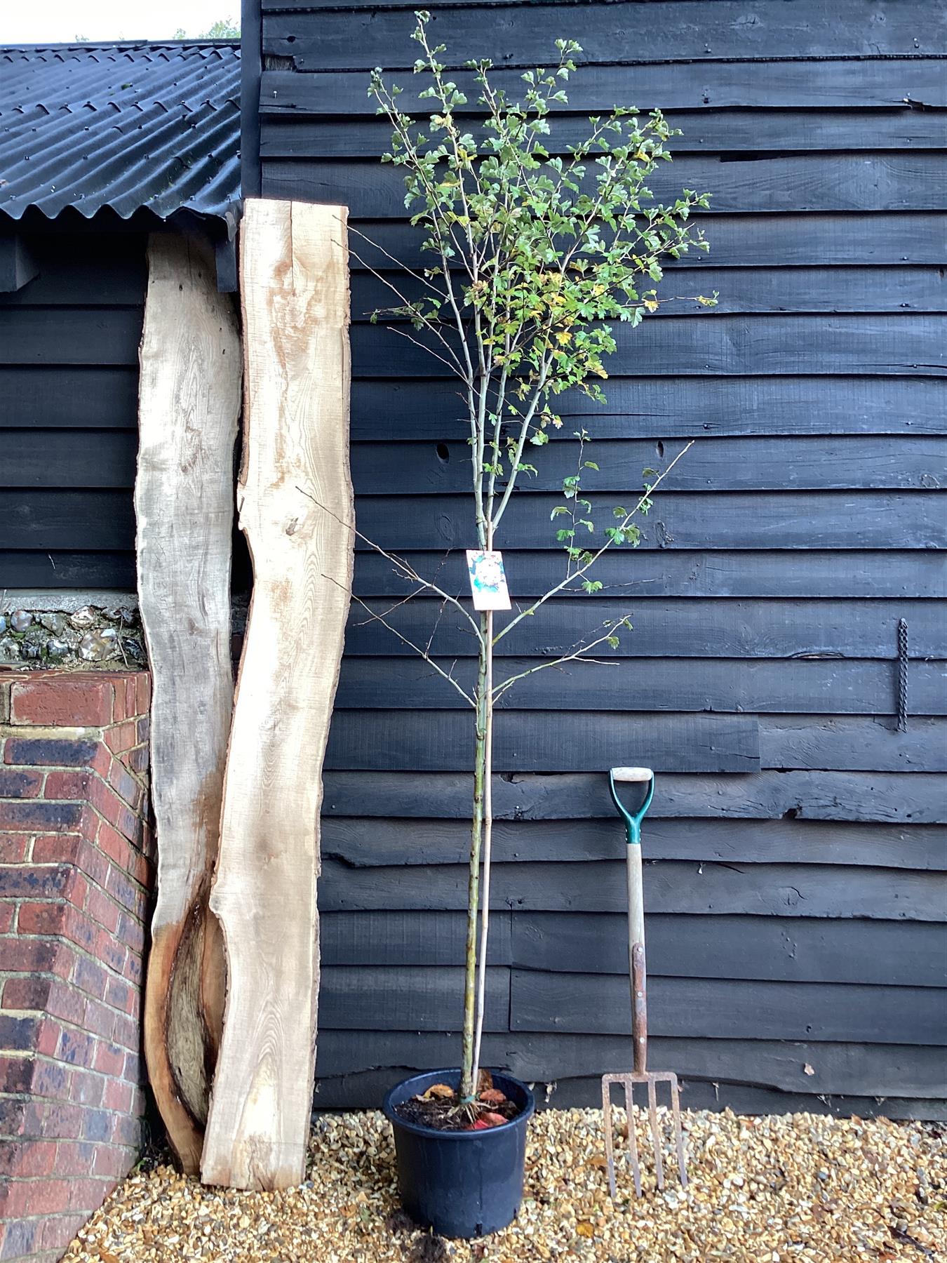 Crataegus Laevigata 'Paul's Scarlet' | Hawthorn 'Paul's Scarlet' - 180-220cm, 20lt