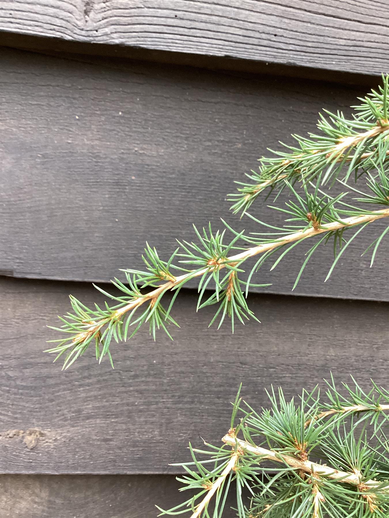 Cedrus libani | Cedar of Lebanon - Height 80cm - Width 50-60cm - 8lt
